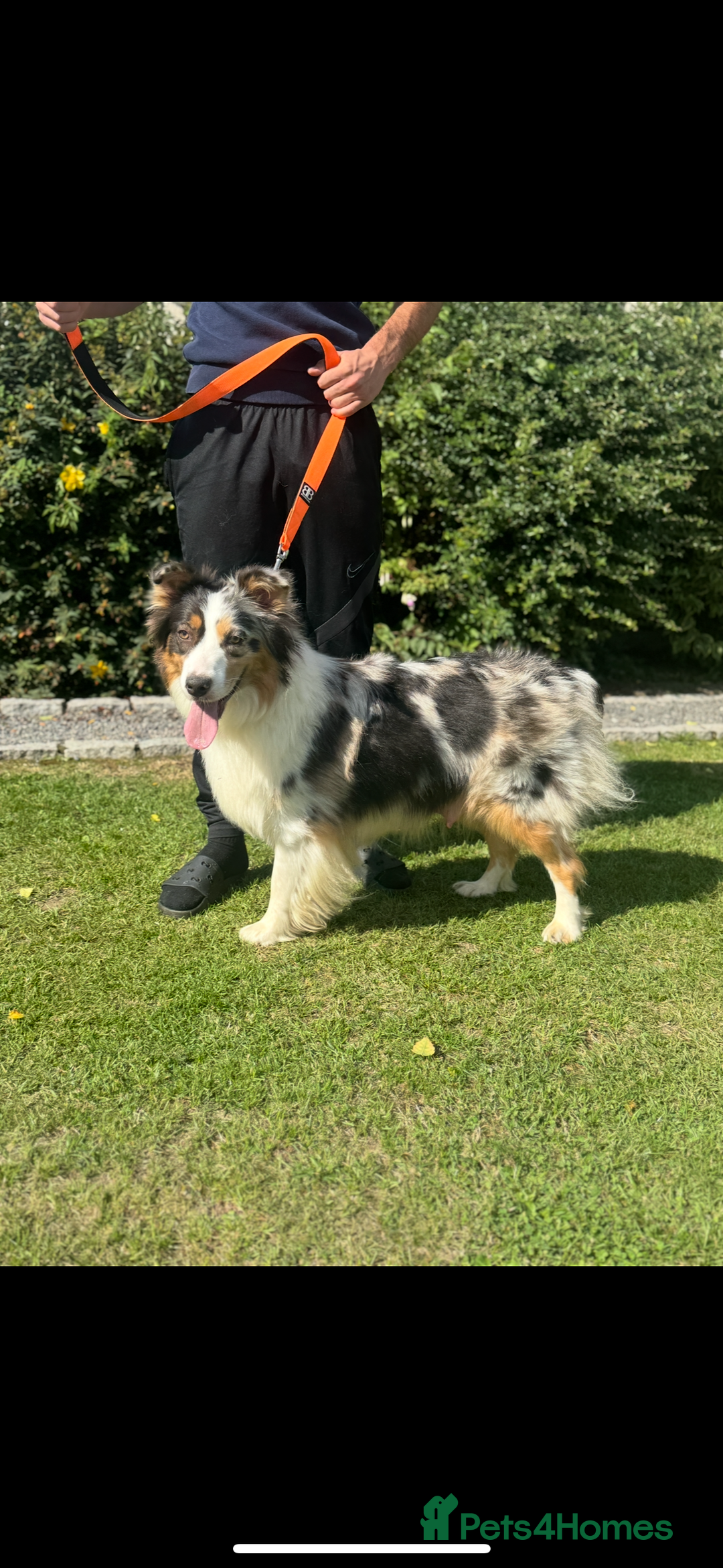 Australian Shepherd dogs for sale: 5 KC registered Australian Shepard puppies - Image 24