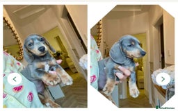 Miniature Dachshund dogs for sale: Minature dachshund puppies  - Image 17