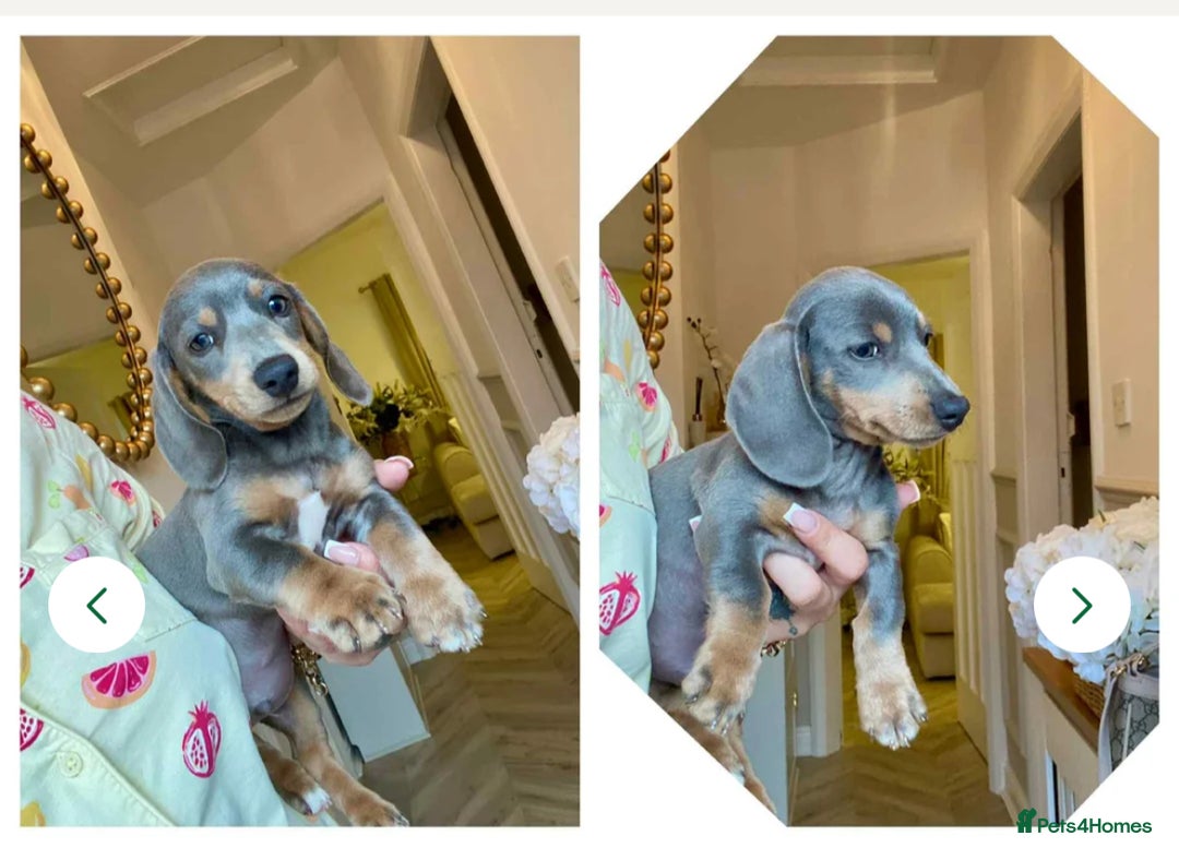 Miniature Dachshund dogs for sale: Minature dachshund puppies  - Image 17
