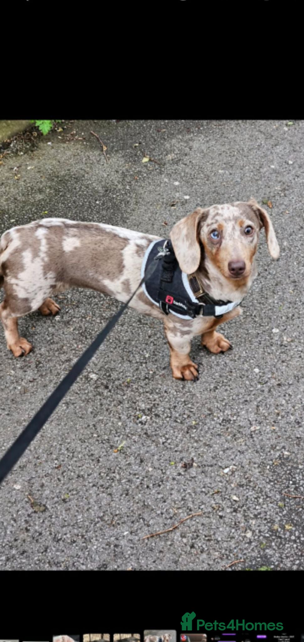 Mixed Breed dogs 15 months girl  - Advert 1