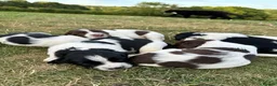 English Springer Spaniel dogs for sale: KC registered family friendly Springer Spaniels - Advert 7