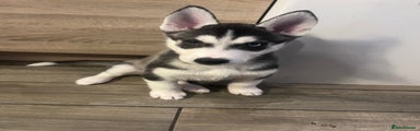 Siberian Husky Puppy 4