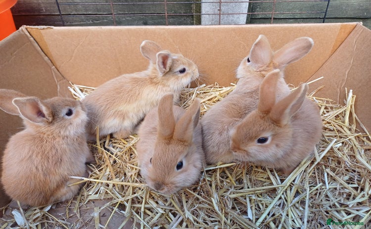 Mini Lop rabbits - Advert 4