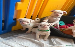 Pug dogs for sale: 5 REDUCED PUG PUPPYS🩵 ready to leave  - Image 8
