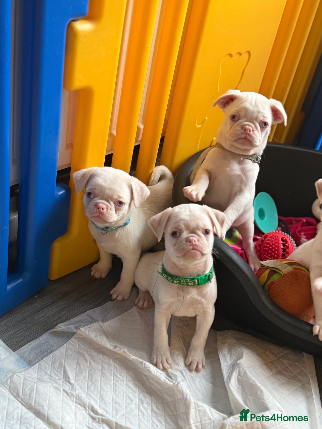 Pug dogs for sale: 5 REDUCED PUG PUPPYS🩵 ready to leave  - Image 8