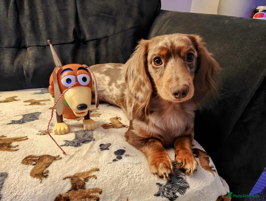 Miniature Dachshund dogs for stud: Meet Loki, miniature dachshund - Image 10
