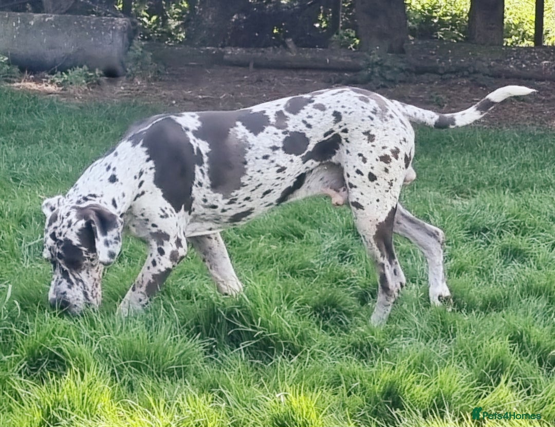 Great Dane dogs for stud: KC Reg - Proven, health tested stud  in Wisbech - Image 7