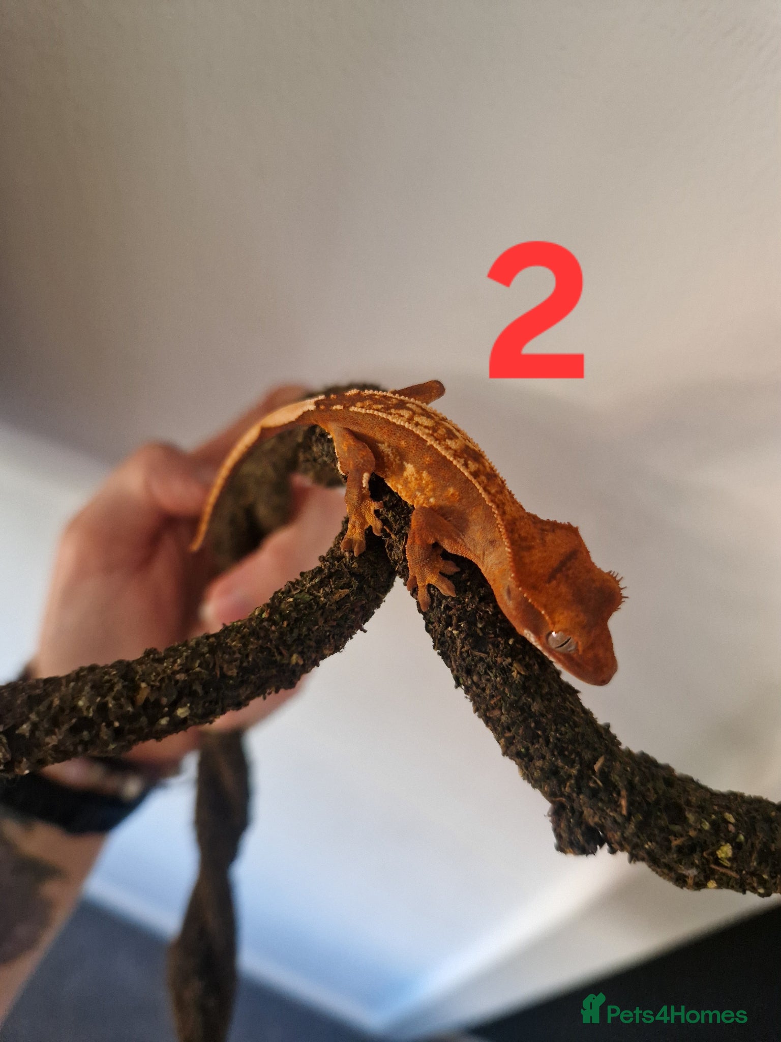 Gecko reptiles for sale: Juvenile crested geckos - Advert 6
