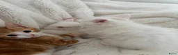Mixed Breed cats for sale: Half Turkish van fluffy kittens! - Advert 6