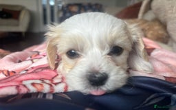 Maltipoo dogs for sale: Minnies maltipoos  - Image 32