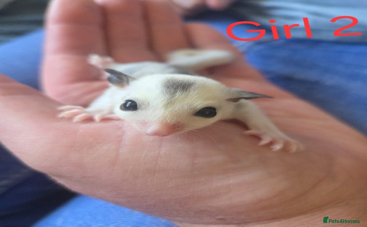 Sugar Glider rodents - Advert 4