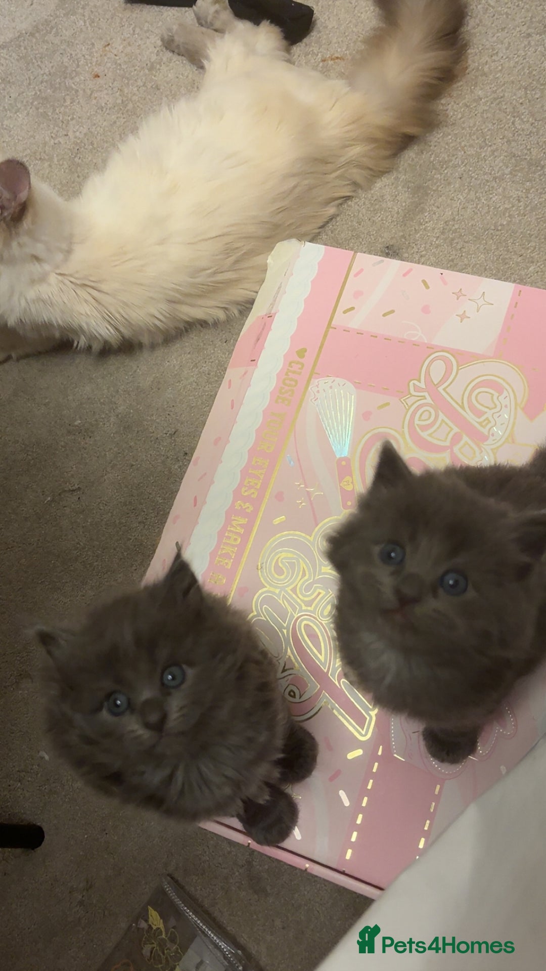 Mixed Breed cats for sale: Rag doll kittens - Advert 1