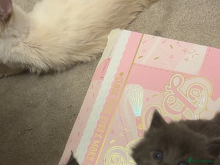 Mixed Breed cats Rag doll kittens - Advert 1