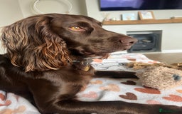 Cocker Spaniel dogs for stud: Cocker spaniel stud - Image 4