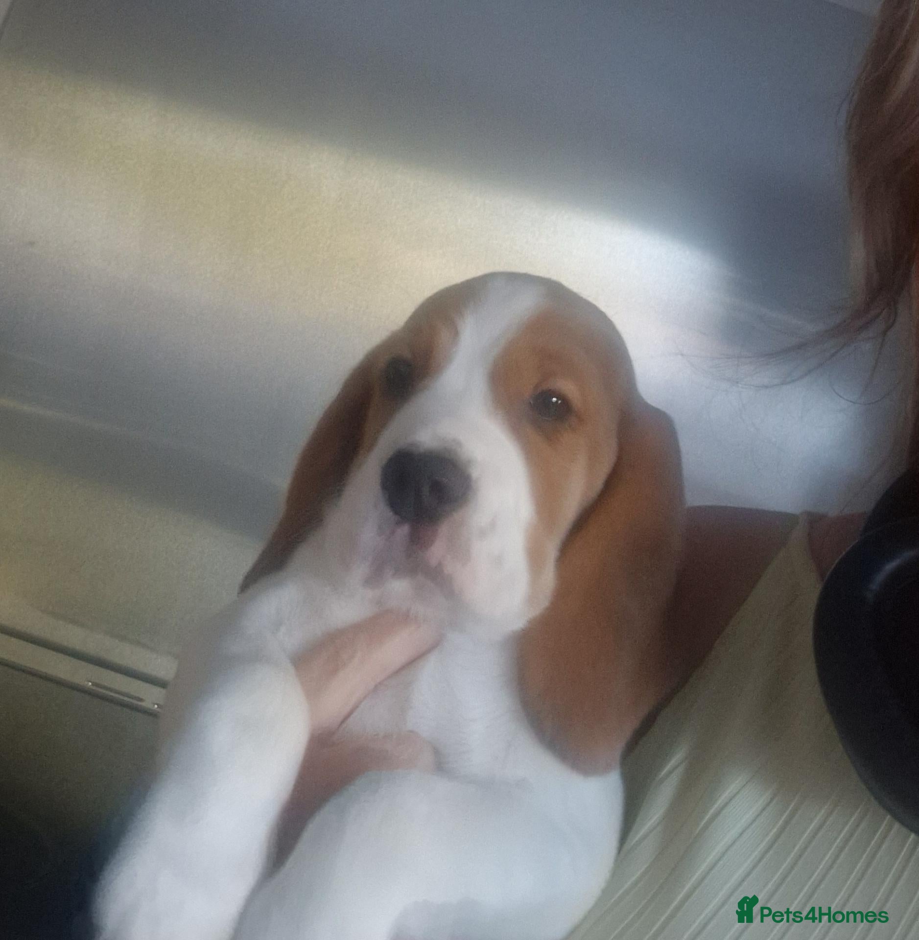 Beagle dogs 5 gen kc registered beagles - Advert 1