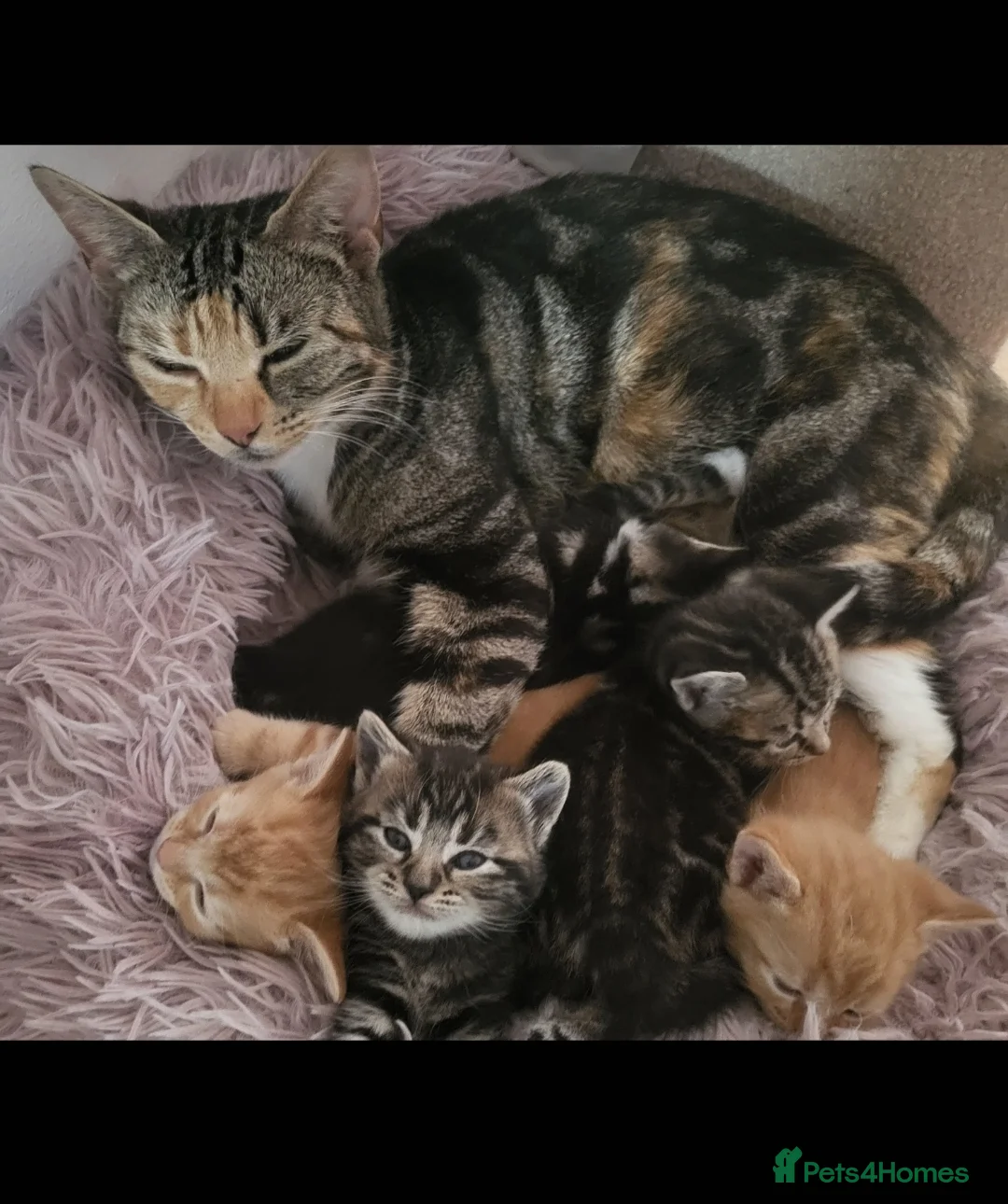 Domestic Shorthair cats for sale: 5 sweet and playful kittens  - Advert 1
