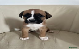 Mixed Breed dogs for sale: Cane Corso/boxer X Dogue de Bordeaux  - Image 1