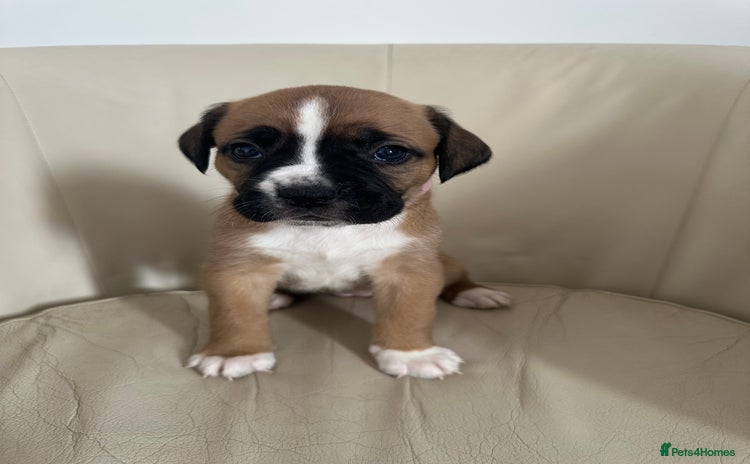Mixed Breed dogs - Advert 2