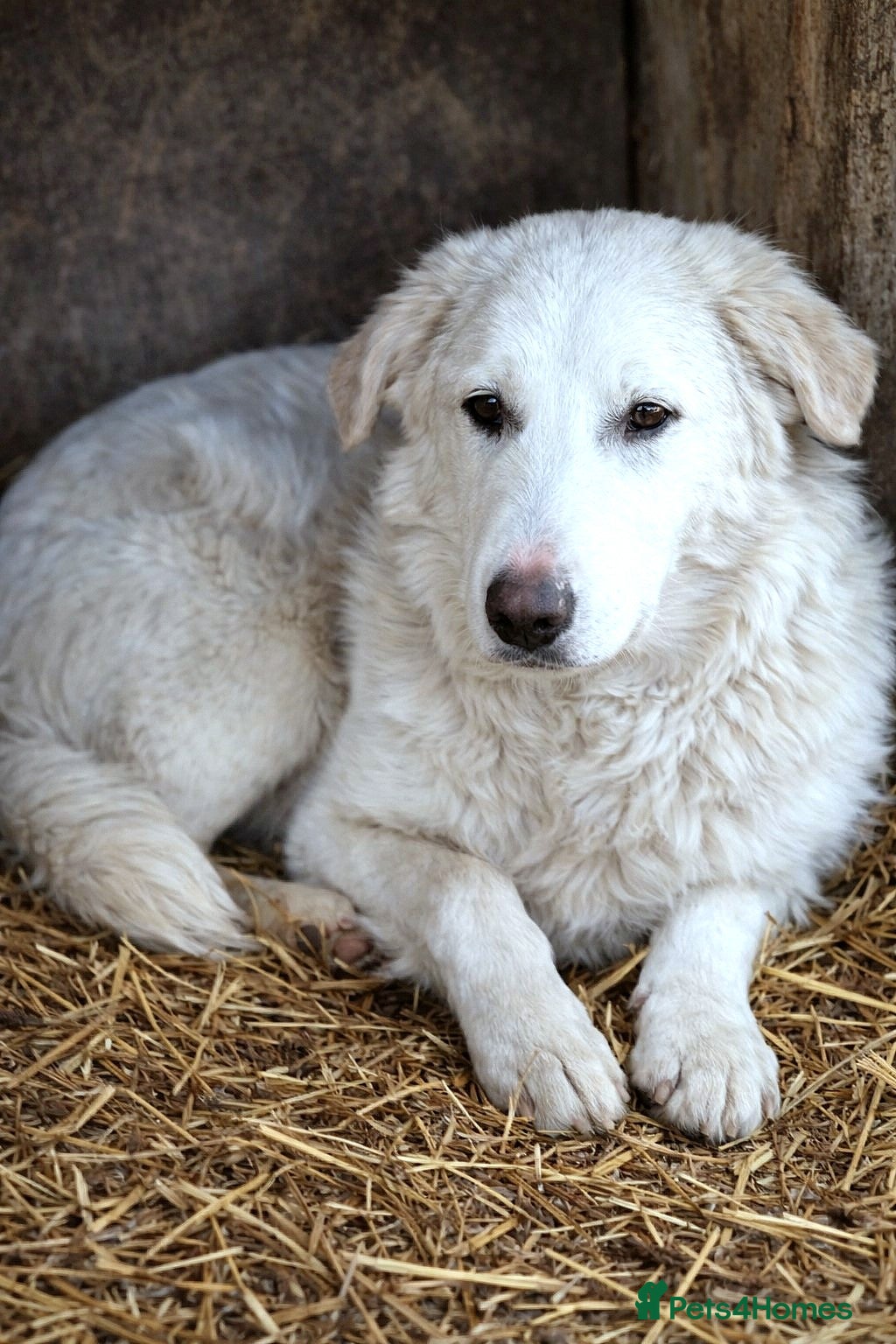 Mixed Breed dogs 🐾 Meet BOBBY – Gentle Soul with a Quiet Heart🤍🐶 - Advert 9