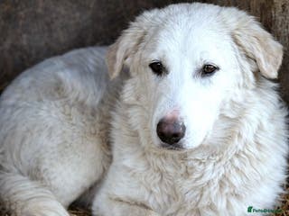 Mixed Breed dogs 🐾 Meet BOBBY – Gentle Soul with a Quiet Heart🤍🐶 - Advert 9