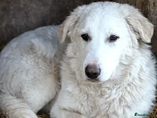 Mixed Breed dogs 🐾 Meet BOBBY – Gentle Soul with a Quiet Heart🤍🐶 - Advert 10