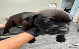 Mixed Breed dogs for sale: 7 beautiful puppies for sale - Image 22