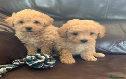 Poochon dogs for sale: Gorgeous Poochon puppies  - Image 8