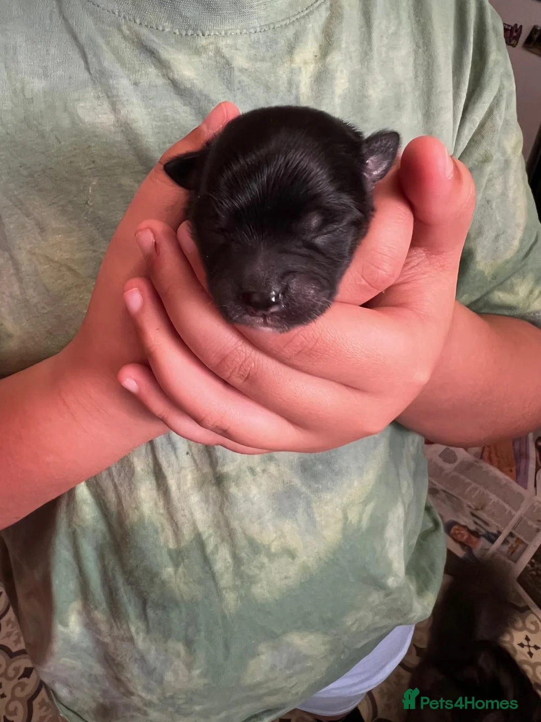 Pomeranian dogs for sale: 🐶Beautiful Pomeranian Puppies 🖤🤍 in London - Advert 10