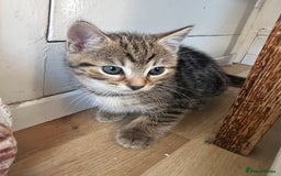 British Shorthair cats for sale: Three full tabby kittens and one black kitten - Image 14