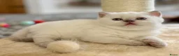 British Shorthair cats for sale: 🐾💙Beautifully Stunning GCCF BSH Kittens💙🐾 - Advert 21