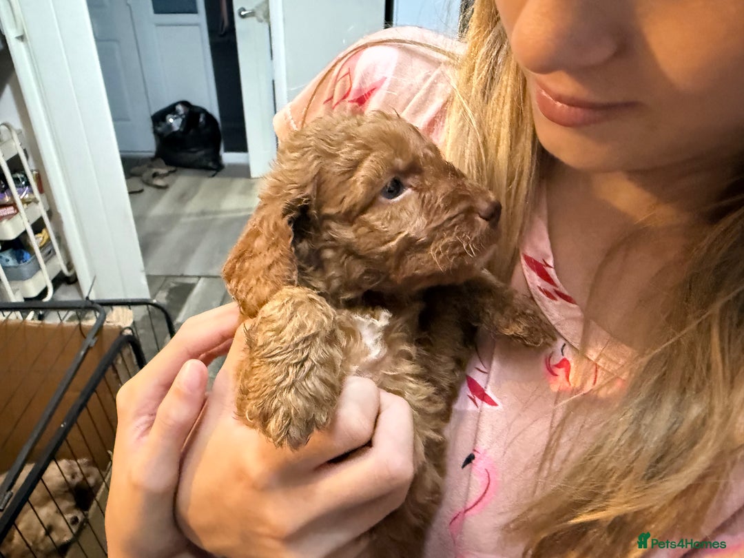 Cockapoo dogs for sale: Beautiful F2 Cockapoo Puppies - Image 3