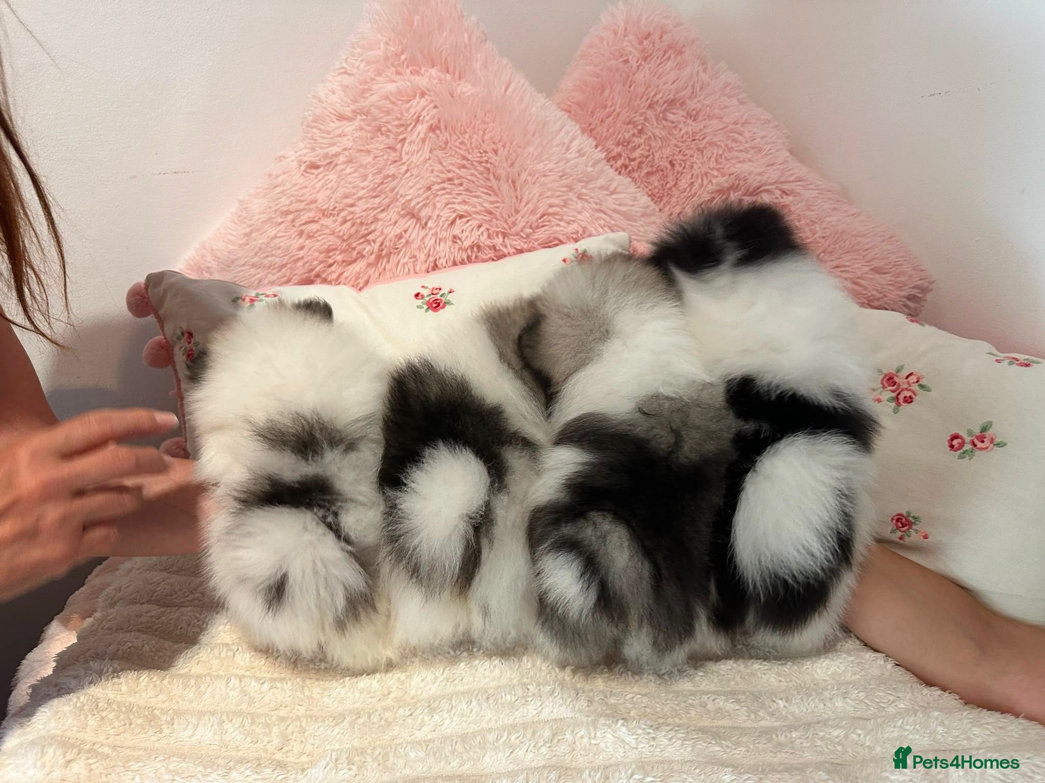 Pomeranian dogs KC registered Pomeranian Puppies for sale  - Advert 1