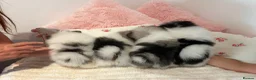 Pomeranian dogs for sale: KC registered Pomeranian Puppies for sale  - Advert 4