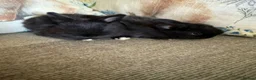 Mixed Breed rabbits for sale: Baby rabbits  in Wrexham - Advert 3