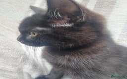 Mixed Breed cats for sale: Two black beauty  - Image 13