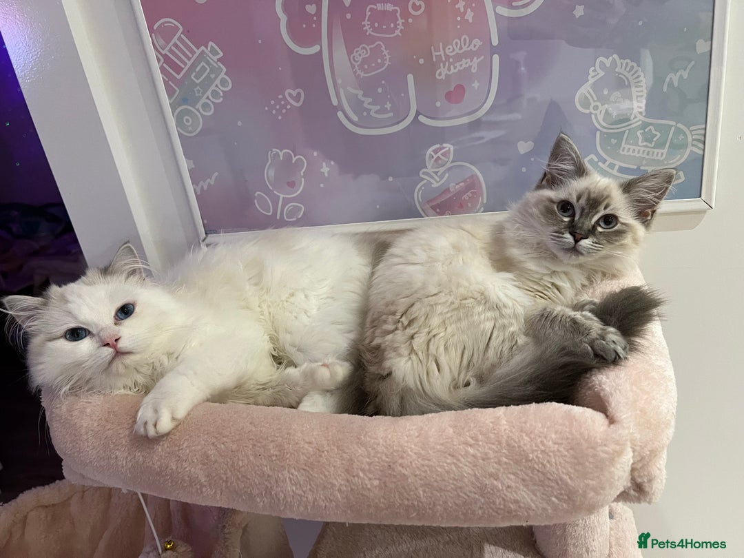 Ragdoll cats for sale: LAST KITTEN LEFT 🎀 - Image 12
