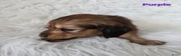 Miniature Dachshund dogs for sale: STUNNING KC SHADED RED LONG HAIR - Advert 5