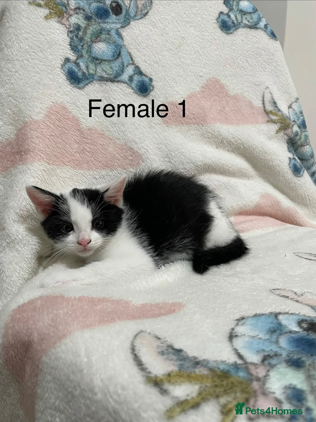 Mixed Breed cats for sale: Four Lovely Kittens For Sale - £90 - Advert 2