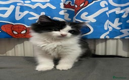 Mixed Breed cats for sale: Beautiful kittens  - Image 2