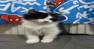 Mixed Breed cats - Advert 5