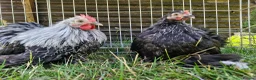 Chickens poultry for sale: Pair of silver birchen pekins - Advert 2