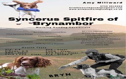 English Springer Spaniel dogs for sale: READY TO GO - KC Reg, Docked, Springer Puppies - Image 13