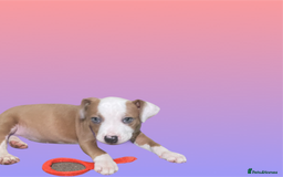 Mixed Breed dogs for sale: Ready to leave Staff x bulldog puppies  - Image 23