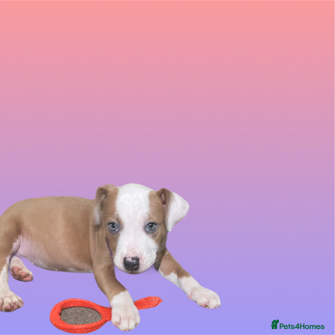 Mixed Breed dogs for sale: Ready to leave Staff x bulldog puppies  - Image 23