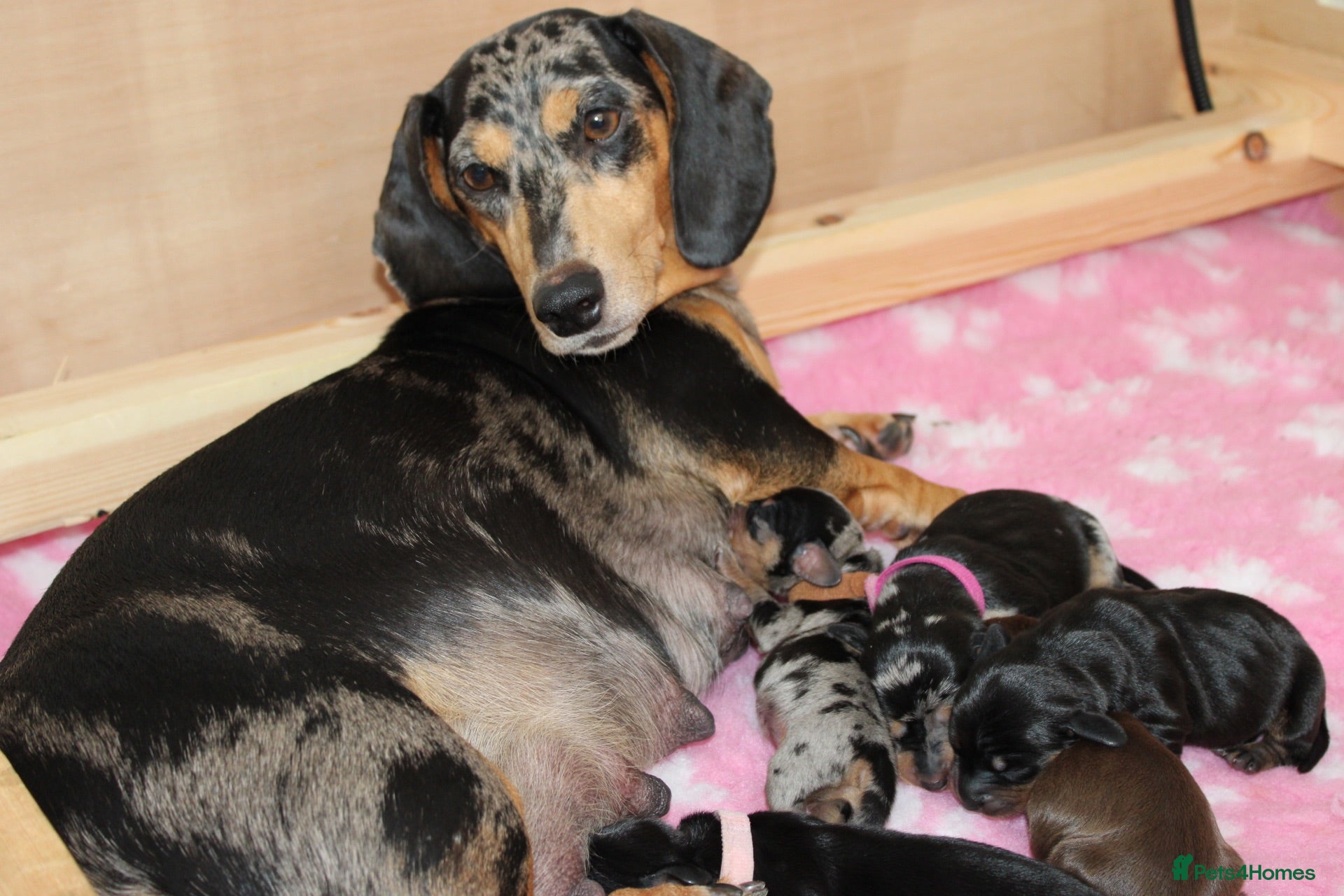 Dachshund dogs Beautiful Dachshund Puppies 🐶❤️ - Advert 1
