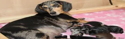 Dachshund dogs for sale: Beautiful Dachshund Puppies 🐶❤️ - Advert 1