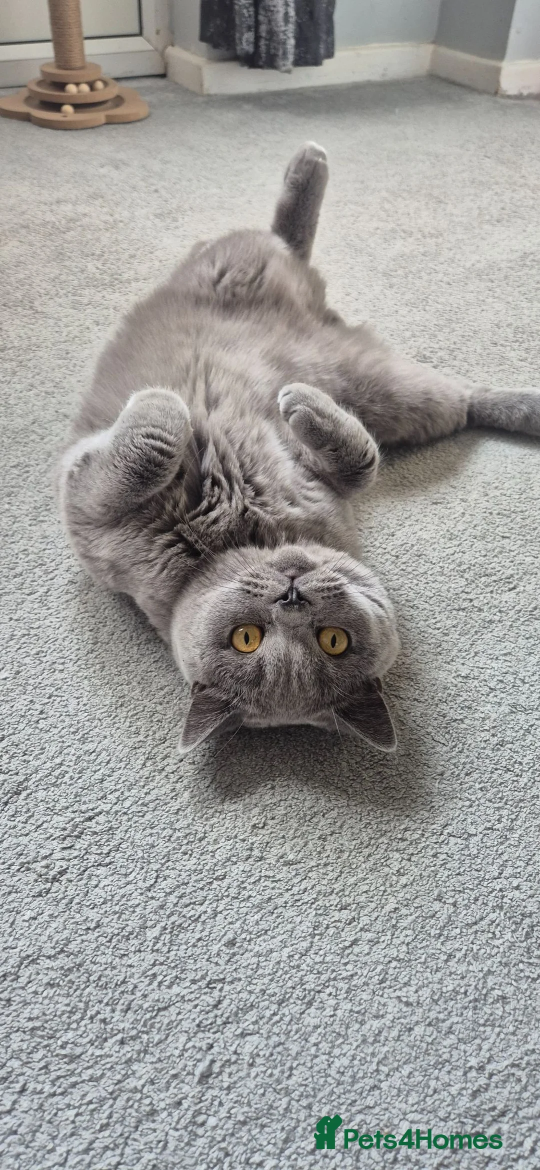 British Shorthair cats for sale: 1 year old male british short hair - Advert 2