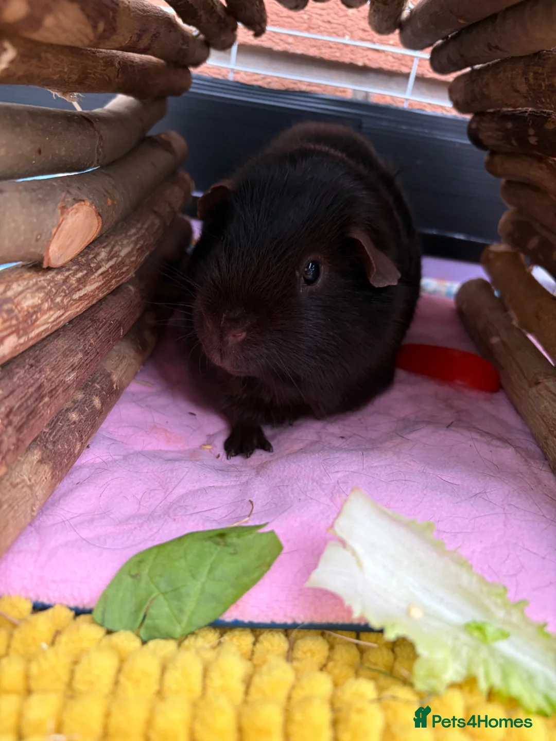 Guinea Pig rodents for sale: 2 bonded boars  in Loughborough - Advert 5