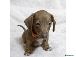 Miniature Dachshund dogs Miniature dachshund puppies - Advert 14