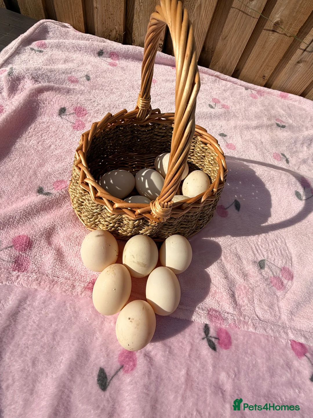 Ducks poultry for sale: Hatching eggs!! Saxony and Welsh harlequin  - Advert 2